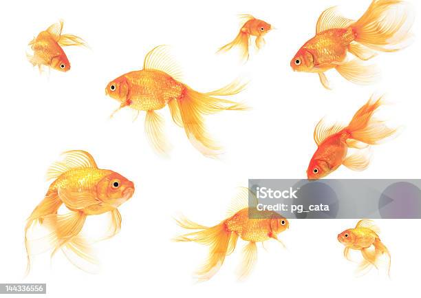 Goldfih Stockfoto und mehr Bilder von Freisteller – Neutraler Hintergrund - Freisteller – Neutraler Hintergrund, Guppy - Fisch, Bewegung