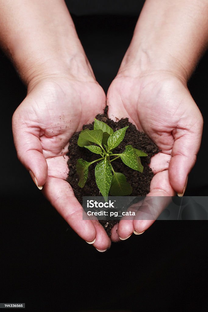 Недавно родился растение - Стоковые фото Ящик для пожертвований роялти-фри