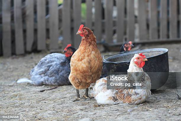 Foto de As Aves De Capoeira e mais fotos de stock de Agricultura - Agricultura, Animal, Animal de Fazenda