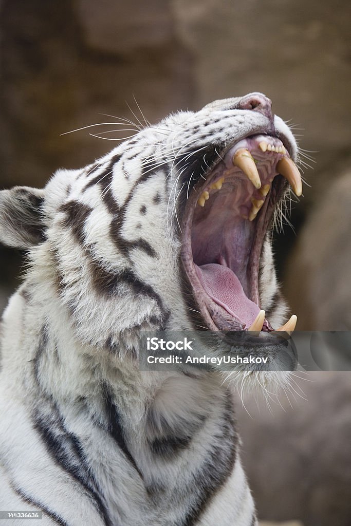 Tigre di Bengala bianca in una vista ravvicinata Ritratto - Foto stock royalty-free di Albino