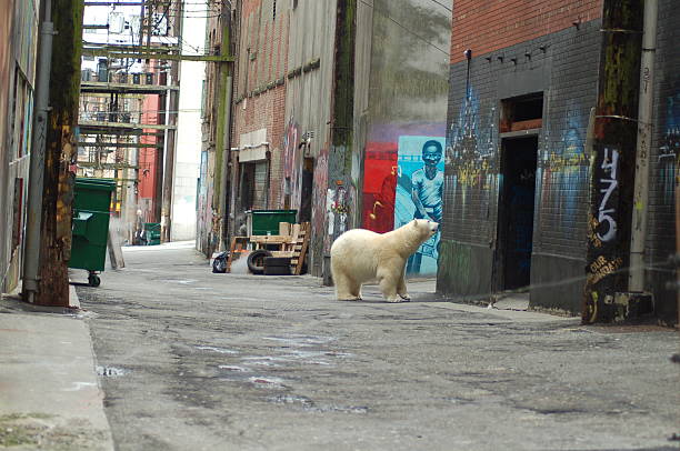 istock Female Polar Bear downtown Vancouver BC 144336702