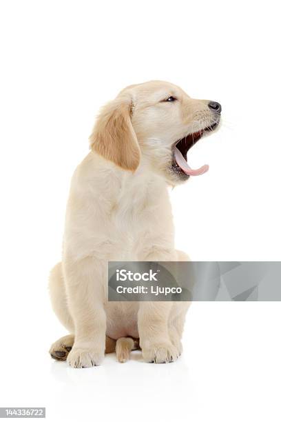 Cucciolo Di Golden Retriever - Fotografie stock e altre immagini di Allegro - Allegro, Amicizia, Animale