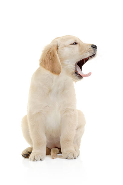 istock Golden retriever puppy 144336722