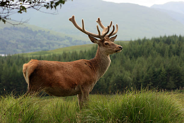istock Red deer stag in the Highlands 144336734