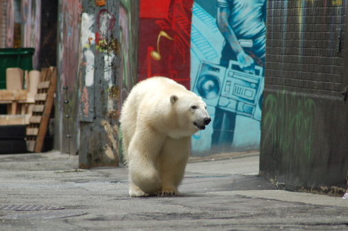 White Female Polar Bear in downtown City of Vancouver, BC.