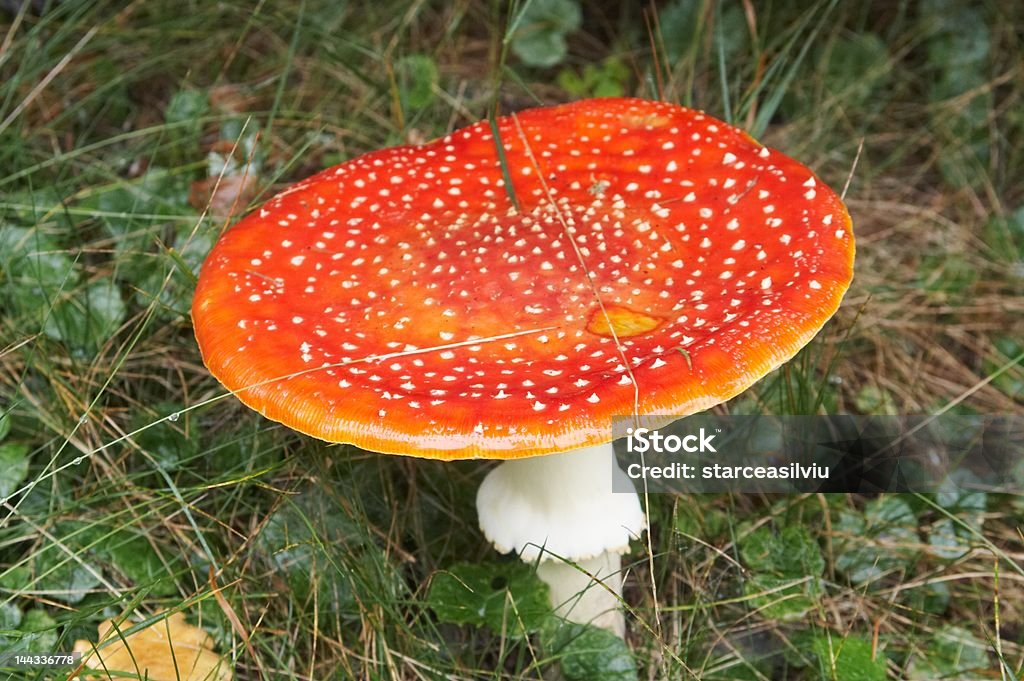 Seta roja y blanca - Foto de stock de Agárico Naranja libre de derechos