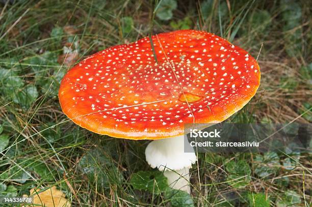 Seta Roja Y Blanca Foto de stock y más banco de imágenes de Agárico Naranja - Agárico Naranja, Agárico Porcelana, Alucinógeno