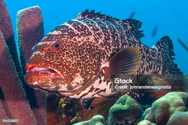 Tigerzackenbarsch Stockfoto und mehr Bilder von Bildkomposition und Technik - Bildkomposition und Technik, Bonaire, Farbbild