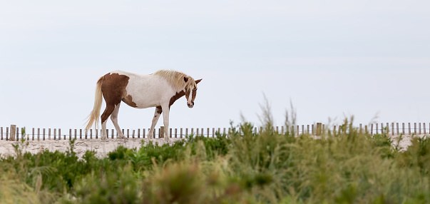 A beautiful wild horse on the Outer banks of North Carolina, USA.