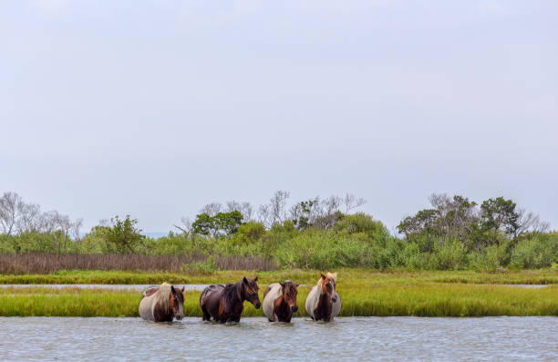 Four wild ponies of Assateague Island, Maryland, USA crossing the water of the bay. These animals are also known as Assateague Horse or Chincoteague Ponies. They are a breed of feral ponies that live in the wild on an island off the coast of Maryland and Virginia. It is unknown how the animals originally populated the island, although there are a few legends.
