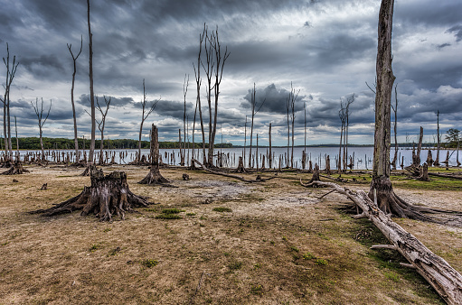 Dead Trees in the forest around a lake with low water levels. This photo depicts drought conditions and Climate Change. Location is Manasquan Reservoir, New Jersey.