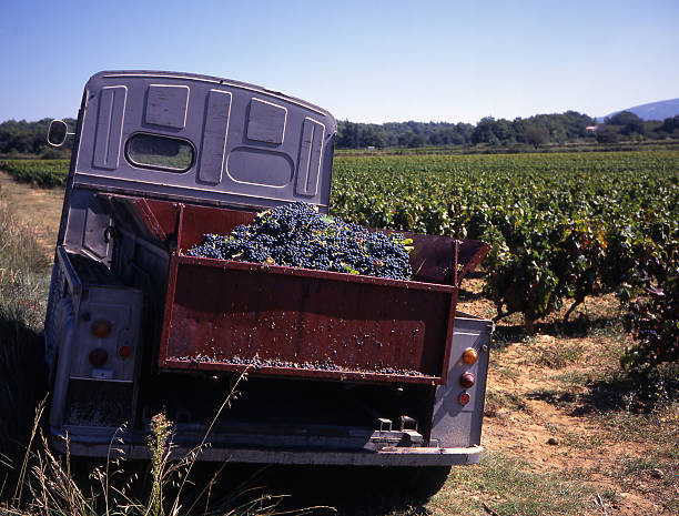 Vineyard during the harvest in France with old French truck