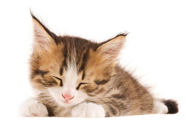 Beautiful Sleeping kitty Beautiful Sleeping kitty, isolated on white background ingret stock pictures, royalty-free photos & images