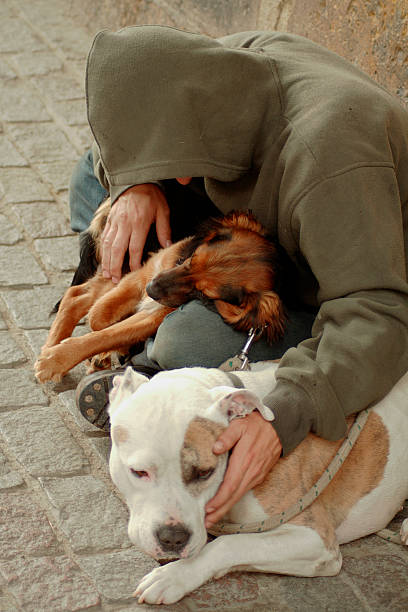 vagabond 犬 - dog street loneliness solitude ストックフォトと画像