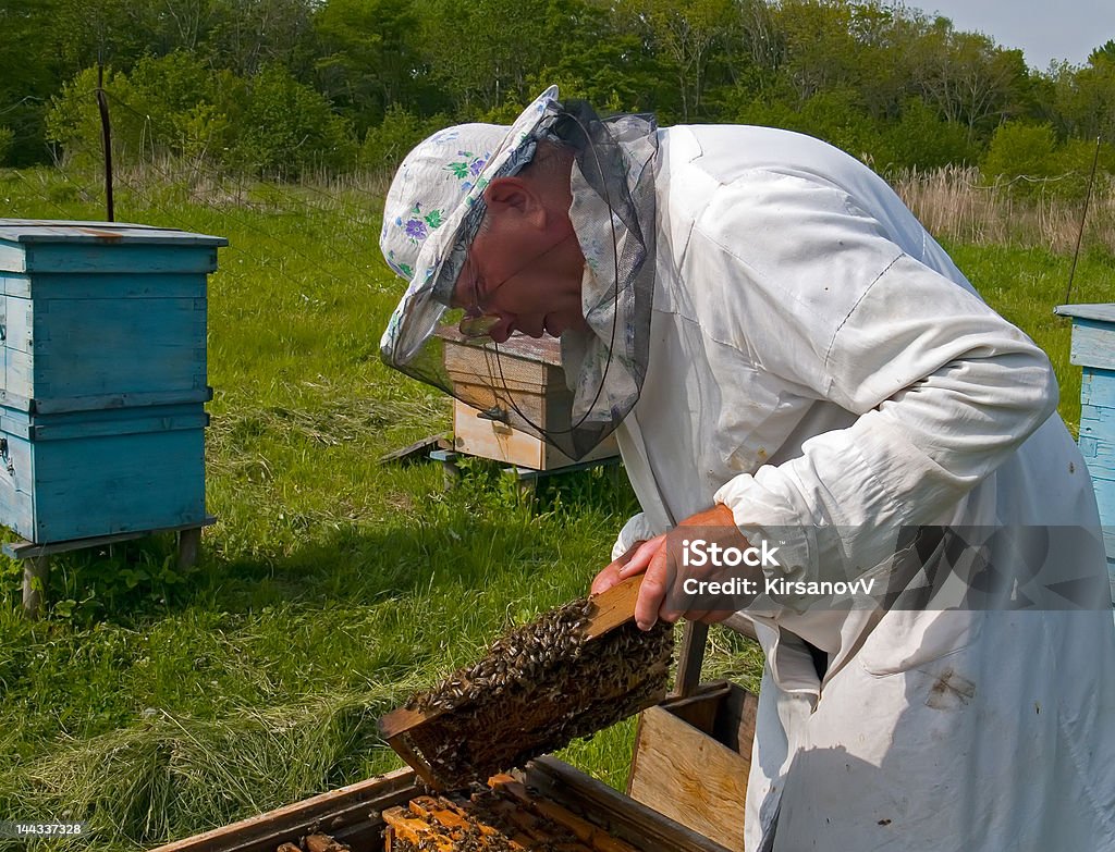 Apicultor 8 - Foto de stock de Abeja libre de derechos