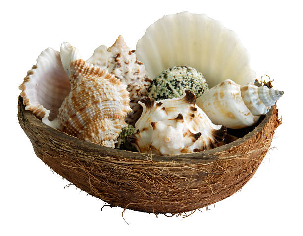 Mar cockleshells de coco - foto de stock