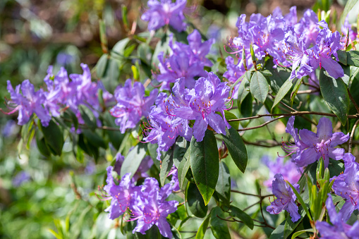 Close up of Augustines rhododendron (rhododendron augustinii) flowers in bloom