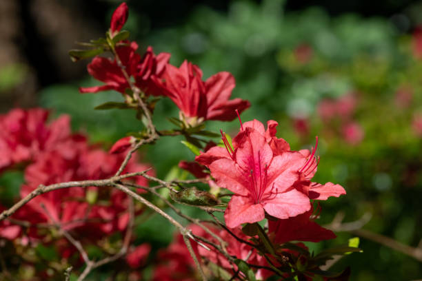 istock Early azalea (rhododendron prinophyllum) flowers 1443373571