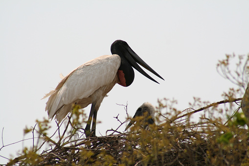 Captured in Brazil, state Mato Grosso do Sul, South Pantanal. With a Canon Rebel 350D XT.