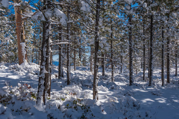 Light snow covers the ground and rests on the branches and needles in a pine tree forest located in Bryce Canyon National Park durin late autumn.