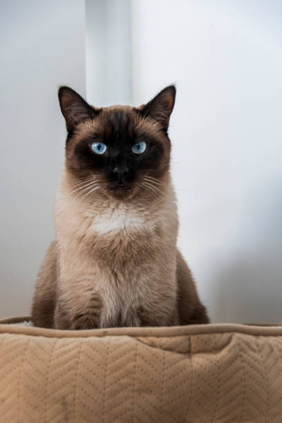 갈색과 흰색 샴 고양이 응시 스톡 사진