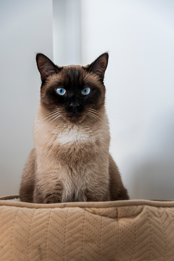 A beautiful Siamese cat sitting in its bed staring at the camera with intense blue eyes.