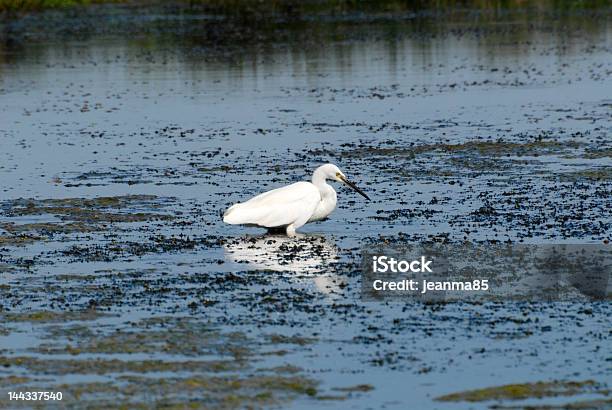 Garçabrancaamericana No Pântano - Fotografias de stock e mais imagens de Ao Ar Livre - Ao Ar Livre, Bico, Branco