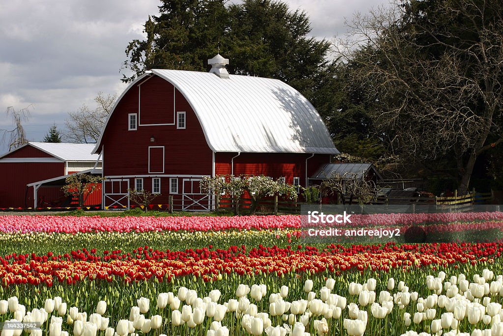 Barn en los campos de tulipanes - Foto de stock de Aire libre libre de derechos