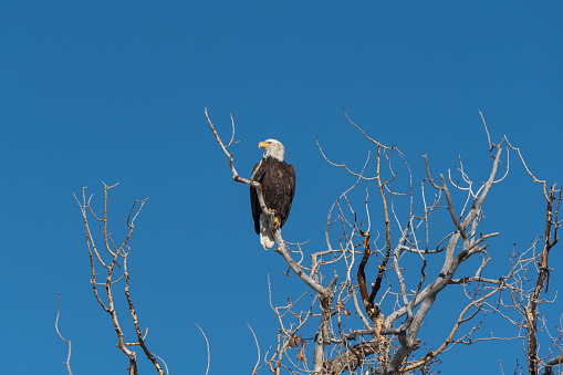 Bald Eagle in flight  on the Potomac River