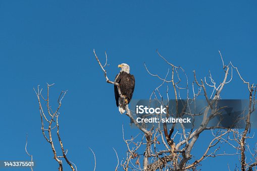 istock American Bald Eagle 1443375501