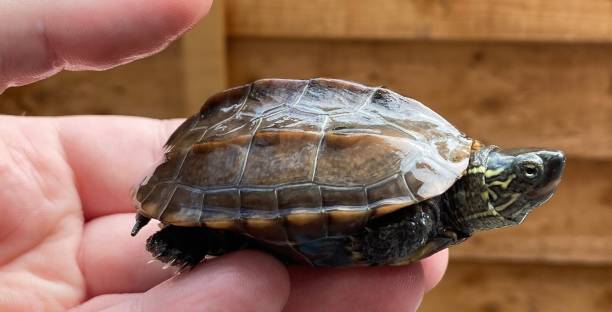 A Mauremys reevesii on a human hand A Person holding a pet reeves turtle mauremys reevesii stock pictures, royalty-free photos & images