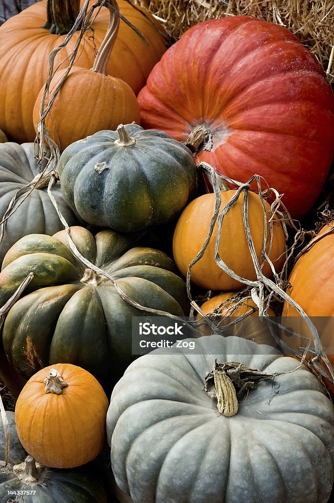 Different colored pumpkins at autumn harvest Arrangement of a variety of squash and pumpkins on straw, leaves and other bits of nature. Autumn Stock Photo