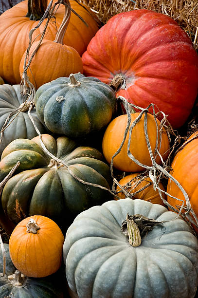 Different colored pumpkins at autumn harvest stock photo