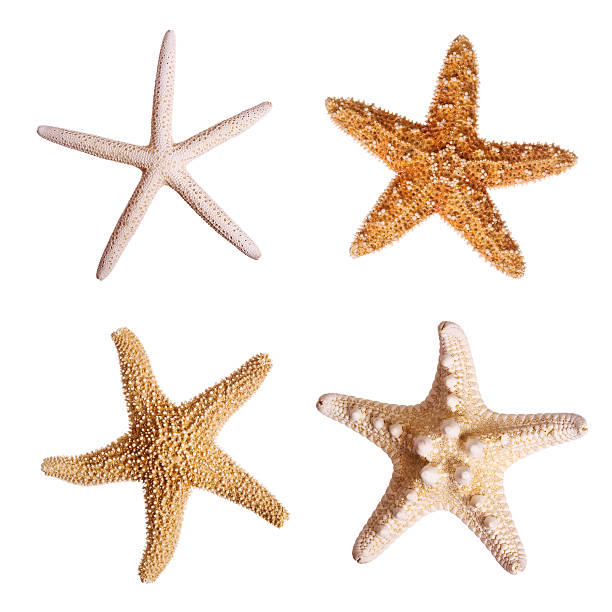 Four starfish against white background Starfish isolated on white background starfish stock pictures, royalty-free photos & images