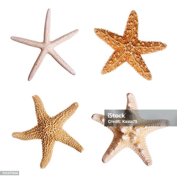 Estreladomar - Fotografias de stock e mais imagens de Estrela-do-mar - Estrela-do-mar, Branco, Figura para recortar