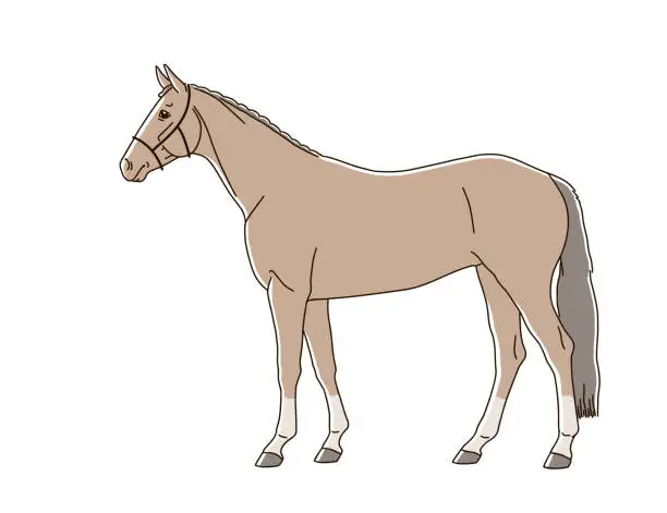 Vector illustration of Horse full length isolated on white background
