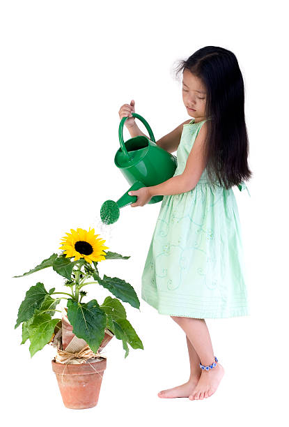 Watering the sunflower stock photo