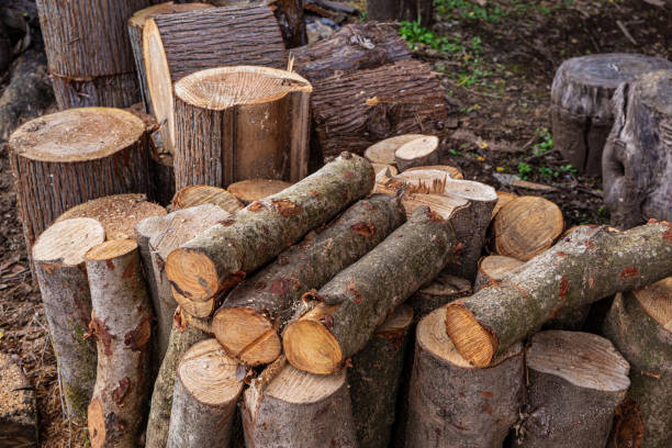 istock Firewood stacked in preparation for winter. 1443378110