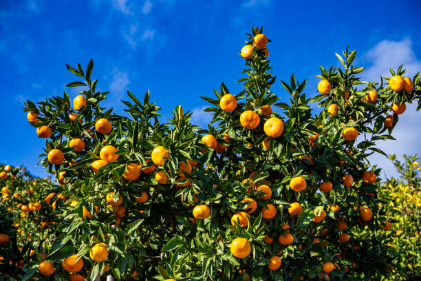 istock Delicious Wenzhou mandarin oranges from mikan orchard. 1443378785