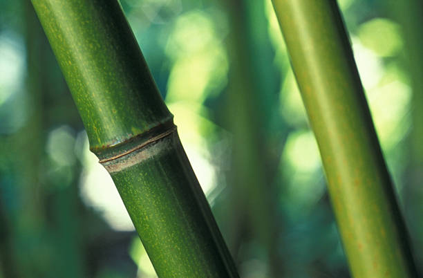 De Bambu - fotografia de stock
