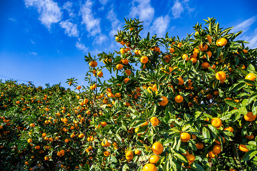 Delicious mandarin oranges will be harvested from now on.