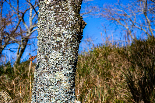 Picture of the beautiful bark and the lichen.