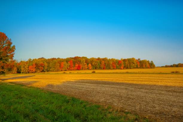 istock Tree lined farm field in full fall colors-Howard County, Indiana 1443379861