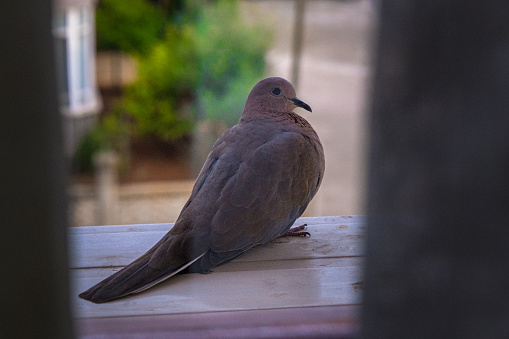 pigeon birds are sitting in a bird nest, Dove
