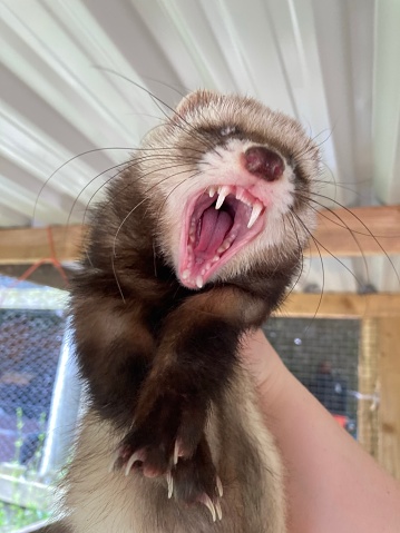 Ferret yawning after being woken up for breakfast.