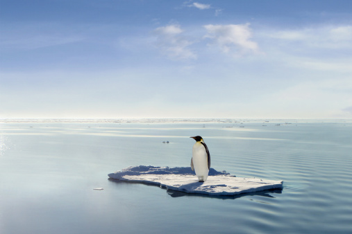 Penguin managed to save himself on one of the last ice floes.