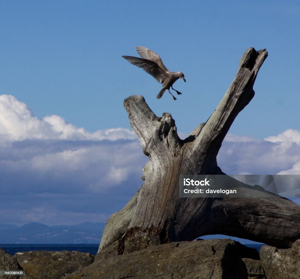 Seagull Landing On Driftwood At The Beach A seagull in flight landing on  driftwood at the beach Beach Stock Photo