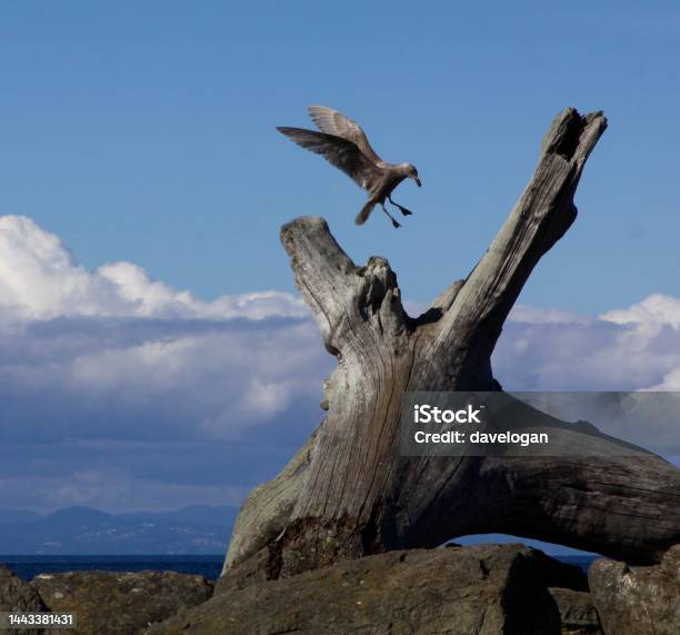 Seagull Landing On Driftwood At The Beach Stock Photo - Download Image Now - Beach, Bird, Color Image