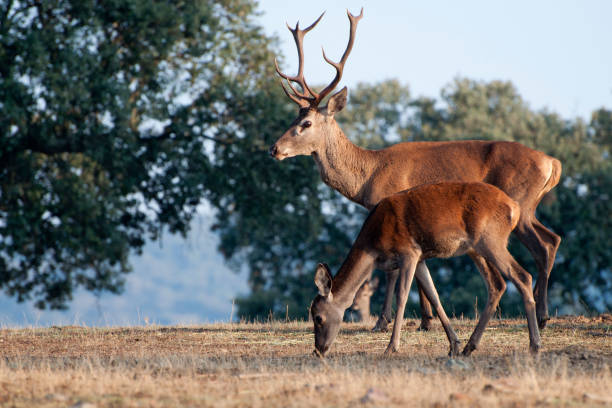 Red deer and its child in the nature.