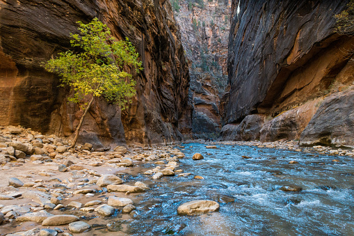 The Narrows trail in Zion National Park